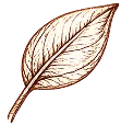 BOTANICAL ORIGIN
