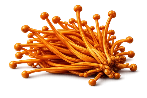 Cordyceps extract