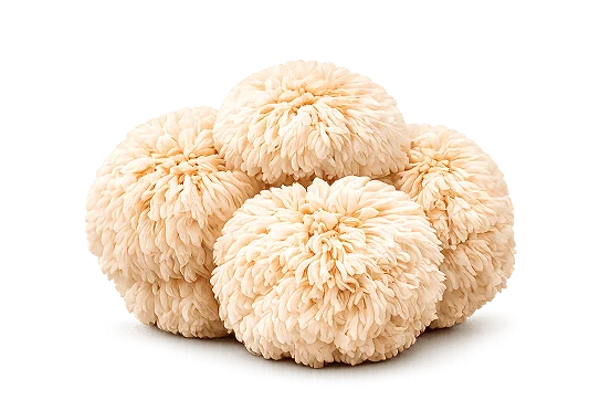 Hericium erinaceus extract
