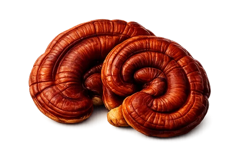 Reishi mushroom extract